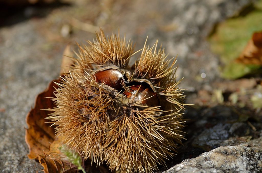 chesnut, autumn, seasonal